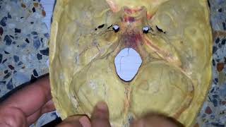 MENINGES OF SKULL dura matter easy explanation 1 [upl. by Erasaec790]