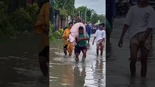 Pigs struggle in floodwaters of Camarines Sur Philippines [upl. by Hgielah]