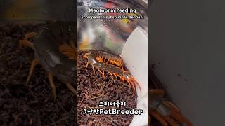 베트남 자이언트 센티페드 밀웜 피딩  Scolopendra subspinipes dehaani Orange legs [upl. by Langan]