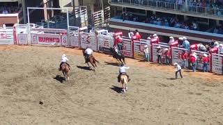 Calgary Stampede Rodeo  5Jul24 [upl. by Eiralam]