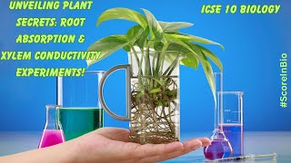 Plant Physiology Experiments Absorption by Roots amp Xylem Conductivity ICSE 10 Biology [upl. by Nessim]