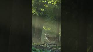 Een koude ochtend op de Veluwe💚 shorts nature deer [upl. by Zebedee]