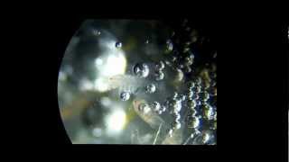 Copepods in hydrogen peroxide [upl. by Brigid]