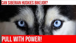 Train Your Husky for Bikejoring StepbyStep Guide [upl. by Nyvek]