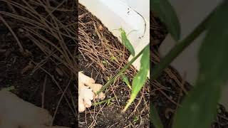 Avoiding Common Mistakes with Ginger Plant Care ginger rhizome shorts [upl. by Goodard]