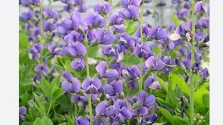 how to grow Baptisia from seeds [upl. by Ueih738]