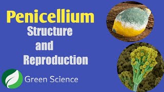 Penicillium General features and Reproduction [upl. by Notsirk815]