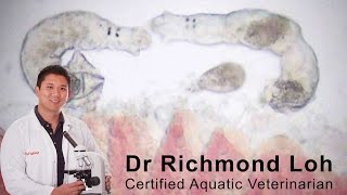 How to diagnose and treat a gill fluke infection in a goldfish pond with fish Vet Dr Loh [upl. by Kat644]