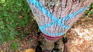 POPLAR TREE THREATENING A HOUSEFULL CLIMB VIDEO [upl. by Ambert149]