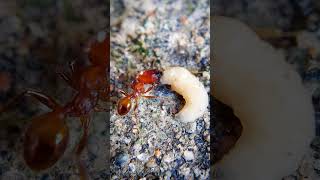 soldier ant vs worm [upl. by Notyal]