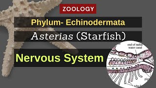 Echinodermata  Asterias Starfish  Nervous System  Zoology [upl. by Rehtul]