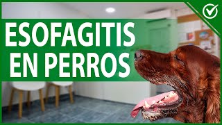 🐶 ¿Qué es la Esofagitis en perros  Síntomas Causas y Tratamiento del Reflujo Canino 🐶🤮 [upl. by Bullock]