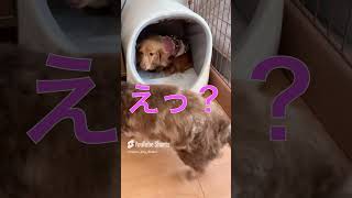 20240906 秘密基地を見つけたななちゃん！実は！ shorts ダックスフンド 保護犬 [upl. by Ahseinaj]