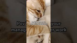 He doesnt like to be contacted after office hours ❌ cat orangecat funny indian office memes [upl. by Enayr577]