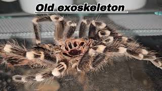 Super brief care guide  Acanthoscurria geniculata [upl. by Rahs]