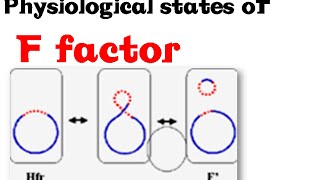 F plasmid  F F F prime and hfr [upl. by Sada]