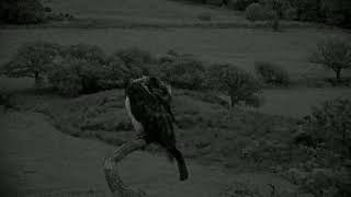 Bywyd Gwyllt Glaslyn Wildlife  Ffrwd Byw  Live Stream [upl. by Denzil]