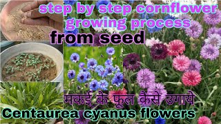 How to grow cornflower from seed with update till flowerबीज से मकई फूल कैसे उगायेCentaureaflower [upl. by Ciaphus]