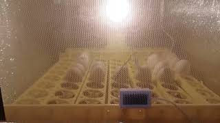 DIY FULLY AUTOMATIC EGG INCUBATOR 56CAPS FOR FAST BREEDING [upl. by Lucho172]