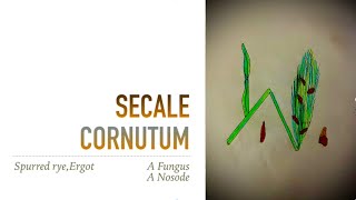 SECALE CORNUTUM [upl. by Thrift]