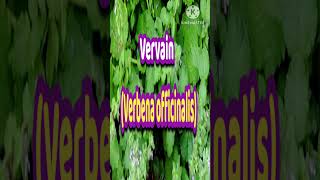 மலர் மருந்து Vervain Verbena officinalisflower medicine London bach flower remedies shortsviral [upl. by Grania26]