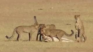 Kgalagadi double Cheetah kills [upl. by Annyl]