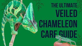 Veiled Chameleon Care Guide [upl. by Uile]