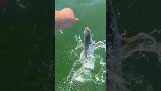 Catch and release shark fishingtechniques fish fishing shark fishcatching crab crabbing [upl. by Nelan925]