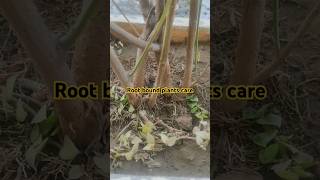 Root bound plants care।shortsfeed viralvideos satyavartchhikara The Little move [upl. by Acimahs46]