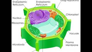 What is Etiolation [upl. by Galang]