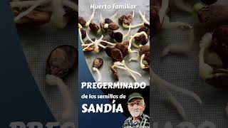 SANDIA Germinado las semillas short [upl. by Vona]