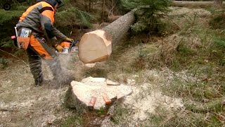 Stihl MS 362 in nice forest [upl. by Silbahc]