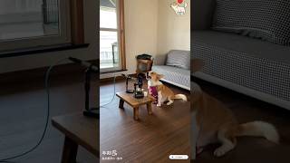 Dog Song foryou pets funnydogs singingdog funnyanimals youtubeshorts cute funny [upl. by Htnnek]