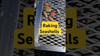 Raking for Seashells 👀 collectingseashells [upl. by Cahan]