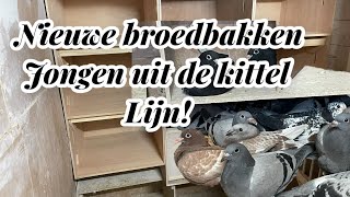 Nieuwe broedbakken  Jongen uit de KITTEL lijn gekocht  Postduiven [upl. by Sualkin]