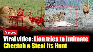 Viral Video Lion Tries to Steal Cheetahs Hunt – You Won’t Believe What Happens Next [upl. by Leilamag]