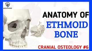 Ethmoid Bone Anatomy  Cranial Osteology 6 [upl. by Halehs]