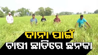 Farmers in Dhamra in Distress Because of Impending Cyclone [upl. by Hump]