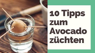 Avocado züchten 10 Tipps für den Anbau [upl. by Cullie]