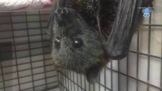 FlyingFox eats banana this is Rosemary [upl. by Jeane]