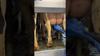 Treatment of the cows udder [upl. by Elnora]