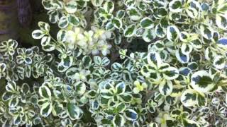 Coprosma repens Marble Queen  Marble Queen Mirror Plant [upl. by Nevile119]