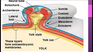 Development in chick embryocleavage morula blastula Gastrula notochord formation Neurulation [upl. by Lucina]