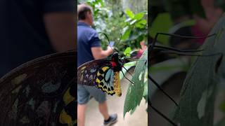 Exploring a Beautiful Butterfly Conservatory amp Garden butterfly garden plants flowers [upl. by Margery83]