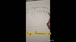 Fig penaeus sp likeandsubscribe drawing art comments likeforlikes [upl. by Eiramoj]