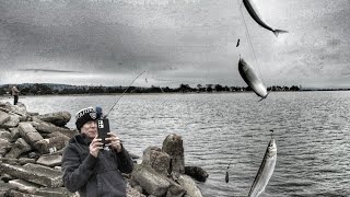 Catching Jacksmelt from the bank at Alameda Crab Cove [upl. by Harshman]