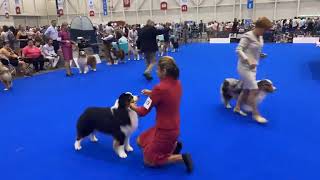 World Dog Show 2023 Geneve  Australian Shepherds  Males Champion Class [upl. by Isbel634]