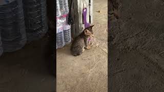 Small cat its so funny kitties cat animalshow funny [upl. by Syverson737]