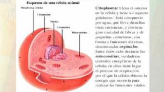 Técnicas de estudio Resumen [upl. by Esmond462]