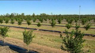 Netafim Australia Nutrigation Citrus [upl. by Ayotol]